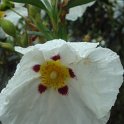 Cistus ladanifer fleur